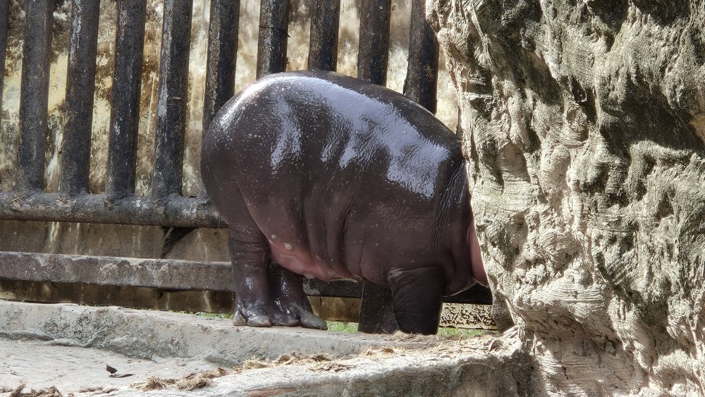 baby hippo