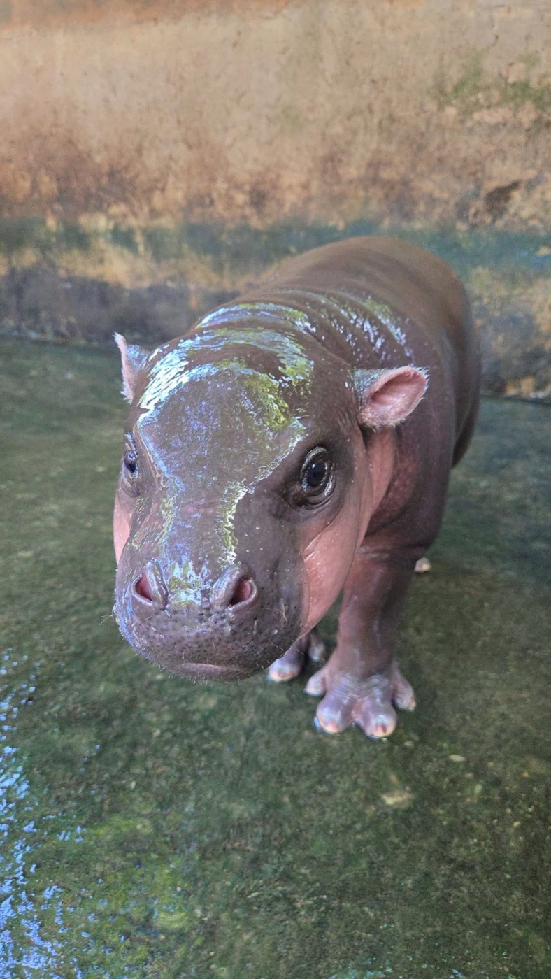 MOO PING baby pygmy hippo